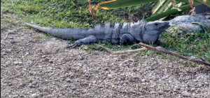Buscando a Juancho en Tulum