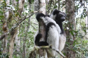Entre lemures indri indri y sifaca en Andasibe-Mantadia
