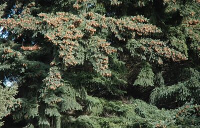 Bariloche, 14 may 2009