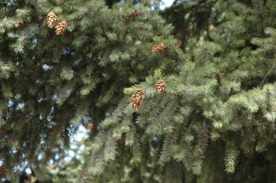 Bariloche, 14 may 2009