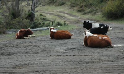 Bariloche, 14 may 2009