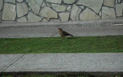 Bariloche, 14 may 2009