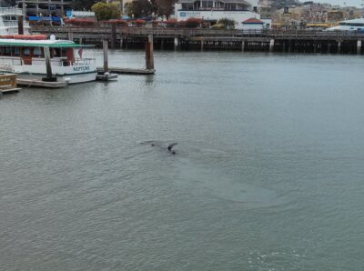 Sausalito y San Francisco, 27 mar 2014
