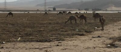 Jerusalén → Jordania (Aqaba, Wadi Rum), 4 feb 2015