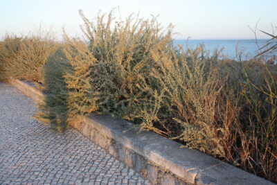 Sintra y Cascais, 14 ago 2011