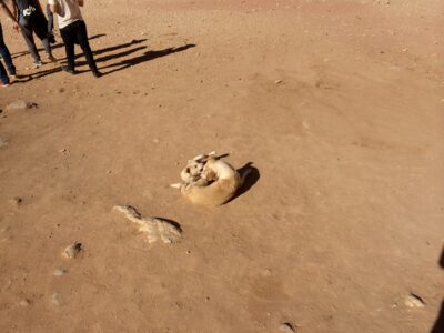 Jordania (Wadi Rum, Petra...), 2015-02-05