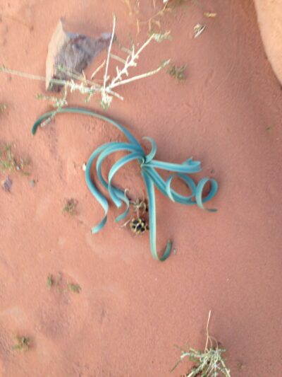 Jordania (Wadi Rum, Petra...), 2015-02-05