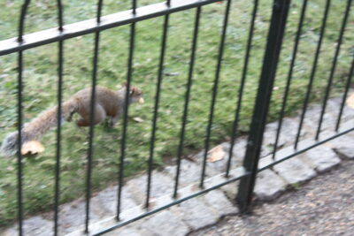 St James's Park — ganso gris