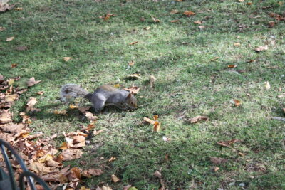 Green Park — ardilla gris