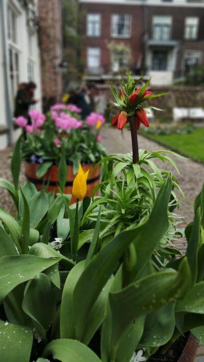 Utrecht — Pandhof de la Domkerk con tulipanes