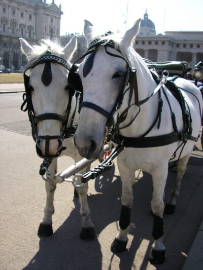 Praga-Budapest-Viena 2006-03-20 — 164